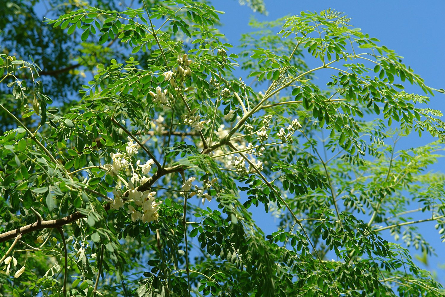 Представитель Семейства Moringaceae